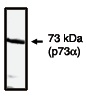 "
Western blot analysis using p73α antibody on H1299 cells transfected with p73α protein."
